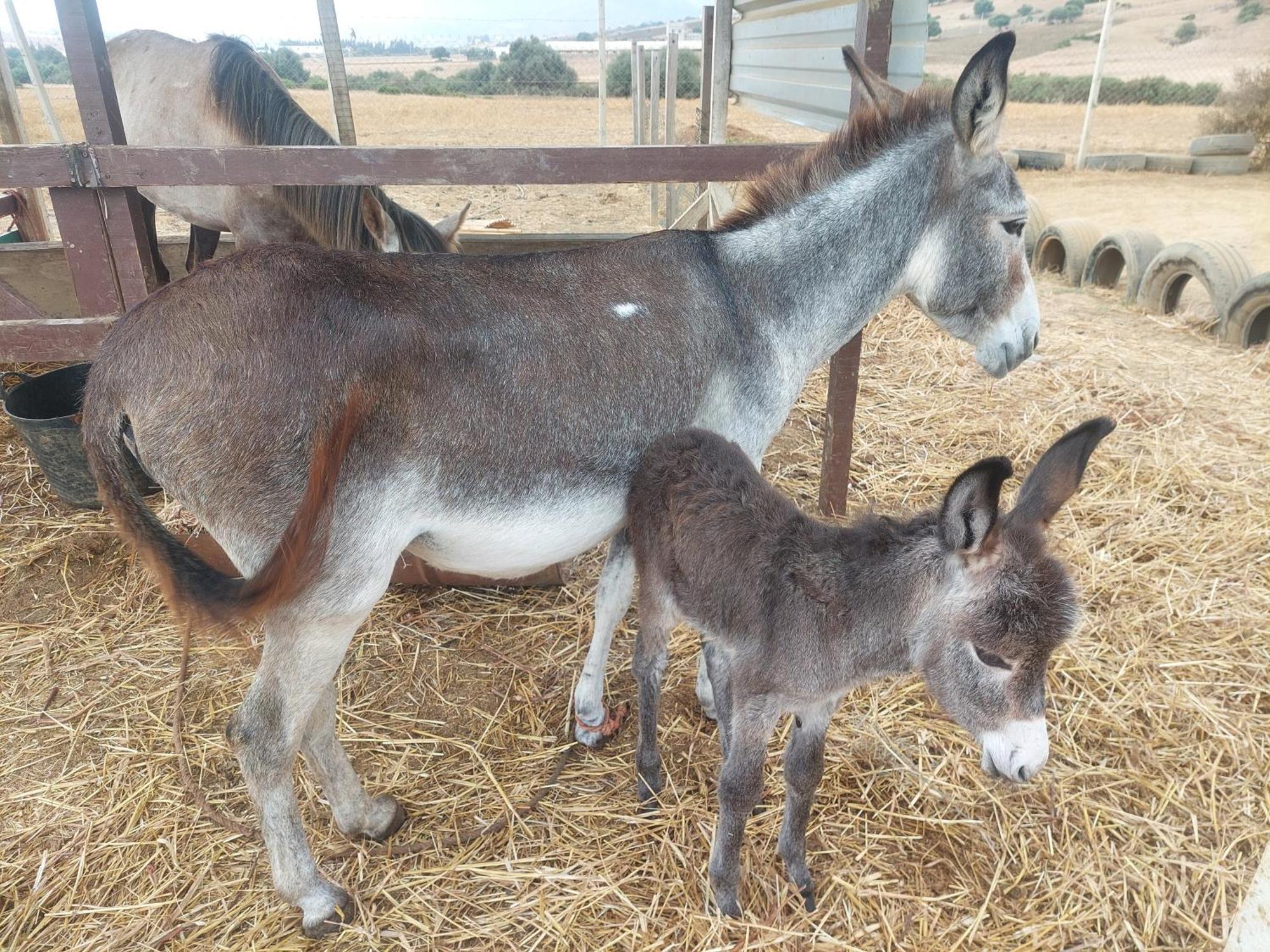 Chez Le Fermier Ferme Pedagogique Farm stay Tetouan