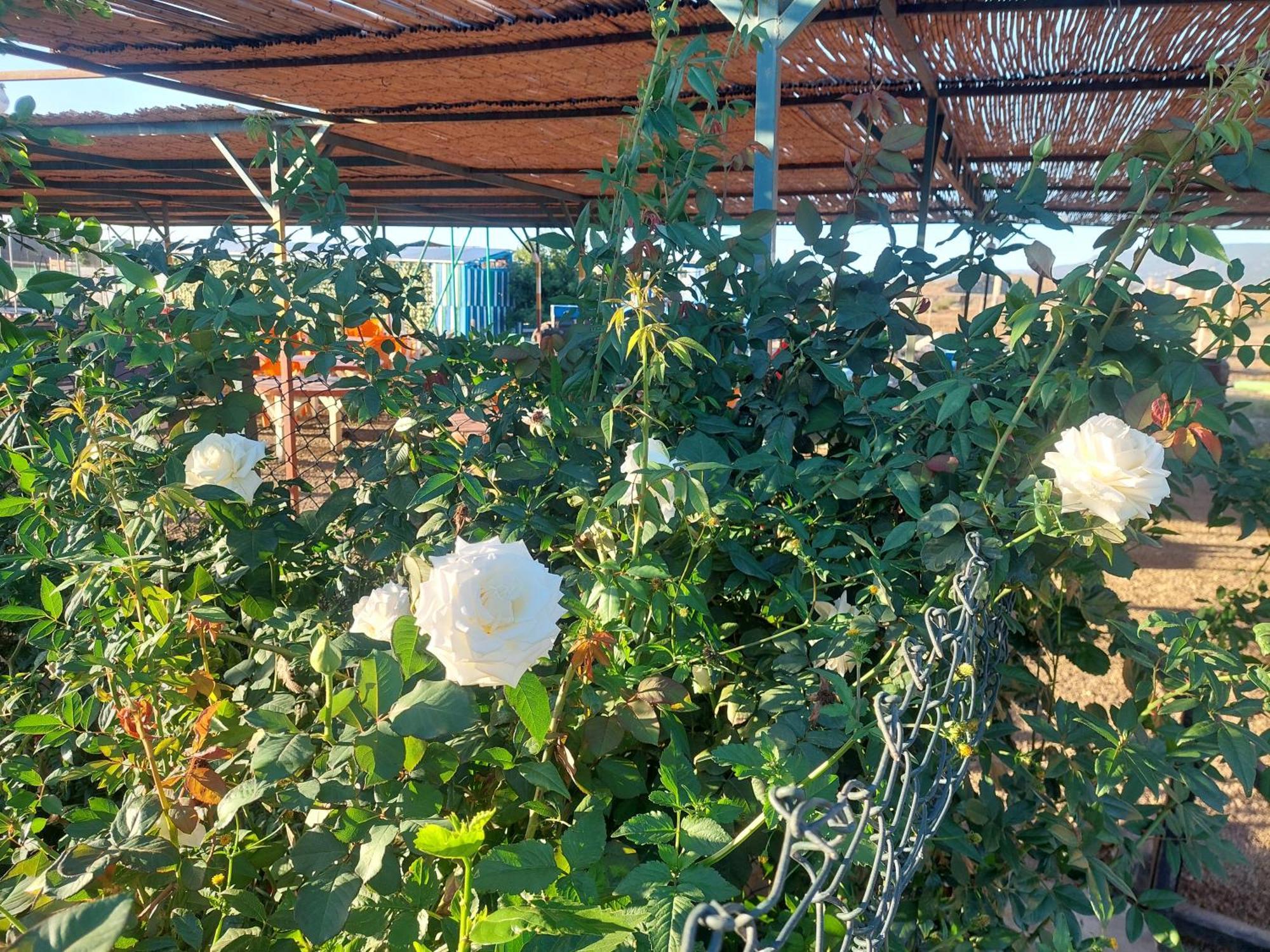 Chez Le Fermier Ferme Pedagogique * Tetouan