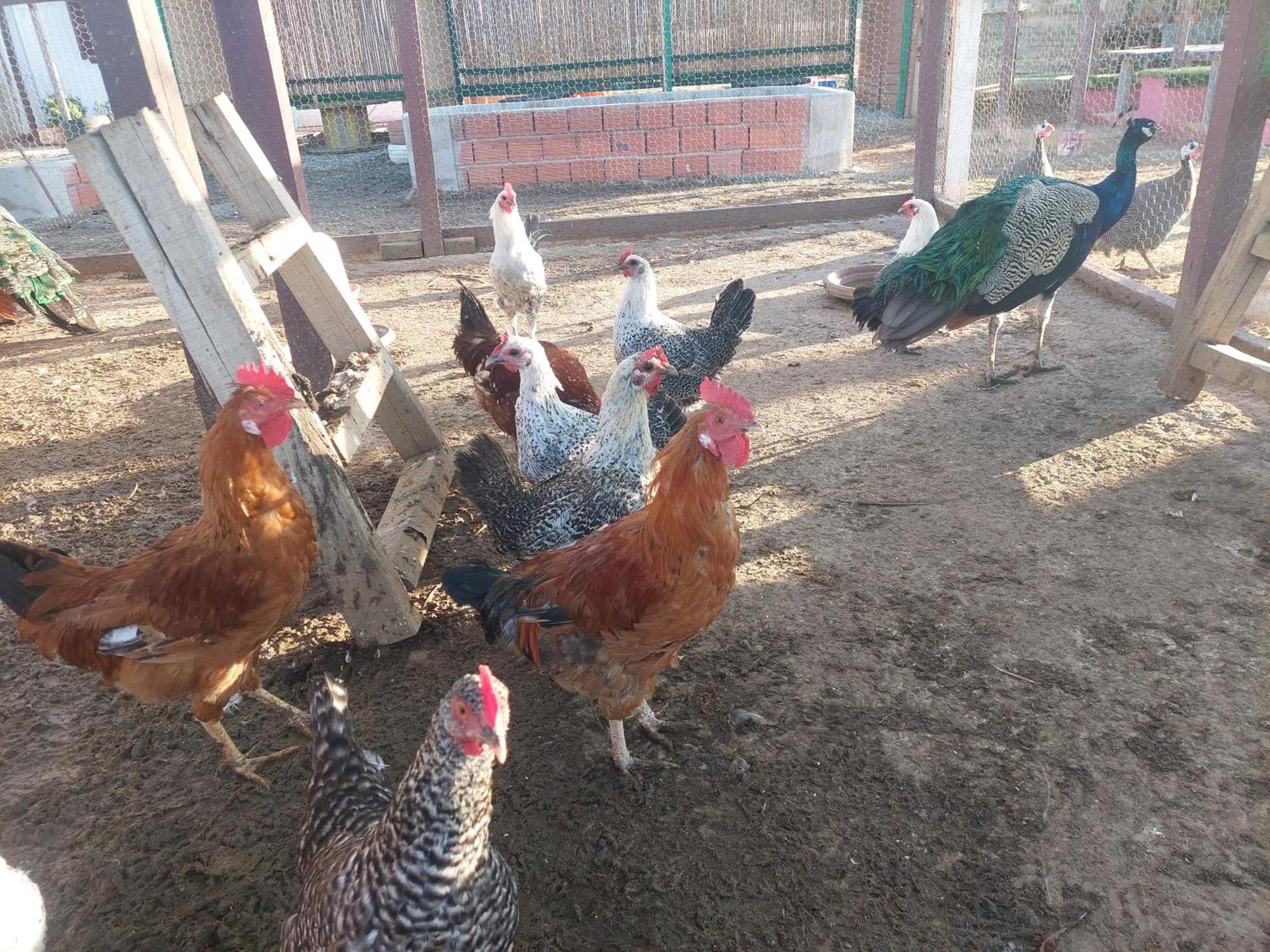 Chez Le Fermier Ferme Pedagogique * Tetouan