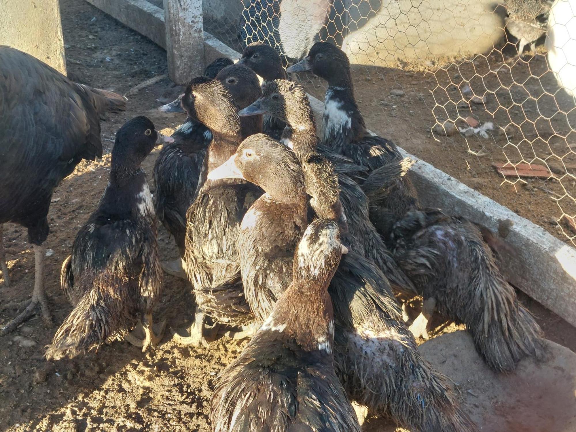 Chez Le Fermier Ferme Pedagogique Tetouan